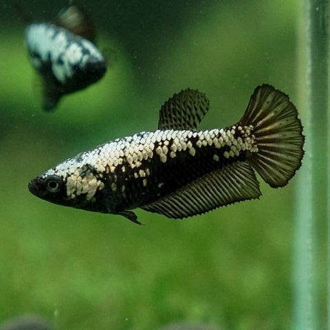 Black Samurai Female Bettas