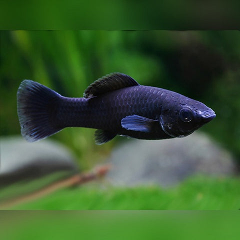 Black Veiltail Molly 5-5.5cm