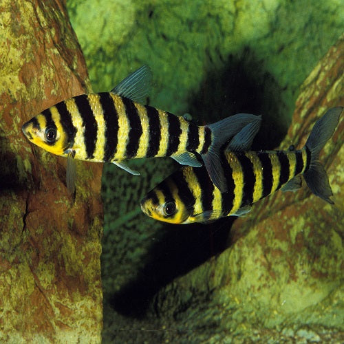 Black Yellow Banded Leporinus 3cm