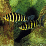 Black Yellow Banded Leporinus 3cm