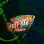 Blood Red Gourami Male 4cm