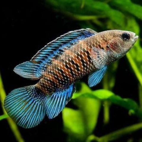 Blue Badis 4cm