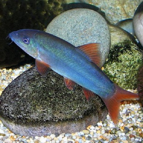 Blue Botia Loach 6-7cm
