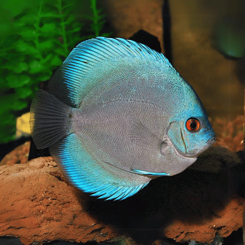Blue Diamond Discus 2.5"