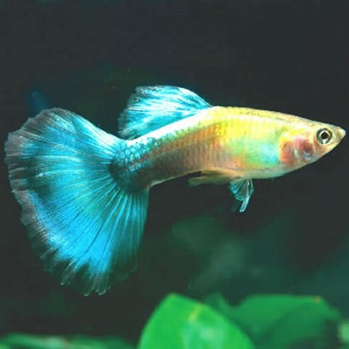 Blue Diamond Guppy Male IMP