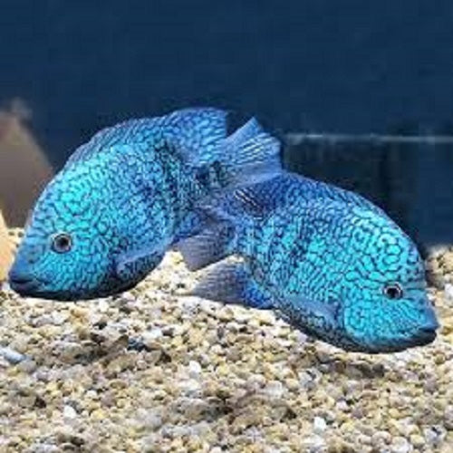 Blue Escondido Cichlid 5.5-6"