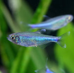 Blue King Tetra 2.2cm