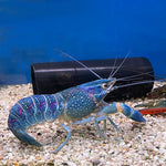 Blue Lobster (M)