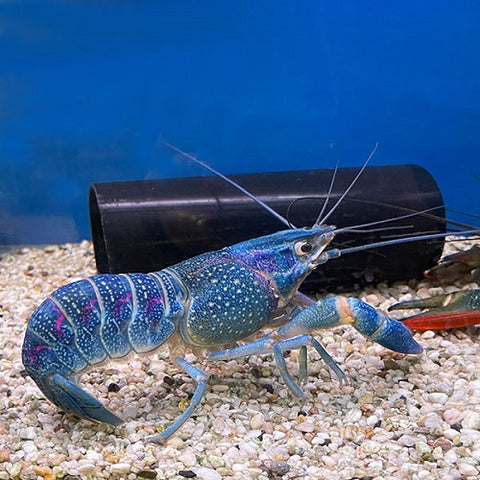 Blue Lobster (M)