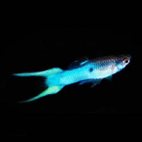 Blue Lyretail Endler Guppy Male IMP
