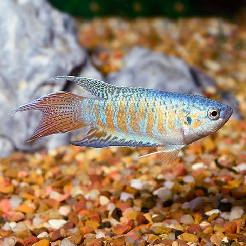 Blue Paradise 1.75-2