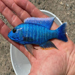 Blue Peacock Cichlid 2'' IMP