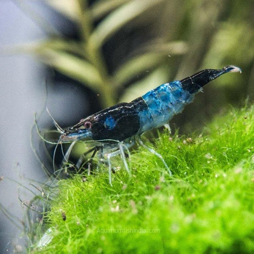 Blue Rili Shrimp 1.5-2cm