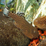 Blue Tailed Borneo Sucker 3-5cm