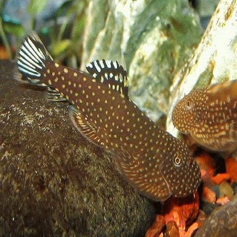 Blue Tailed Borneo Sucker 3-5cm