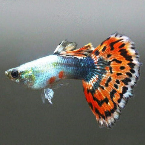 Blue Variegated Guppy Male IMP