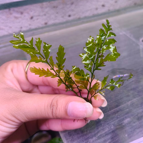 Bolbitis Heudelotii 11-13cm
