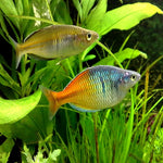 Bosemani Rainbow 3cm IMP