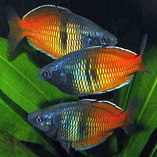 Bosemani Utter Rainbow Wild Male 8-9cm IMP