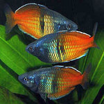 Bosemani Utter Rainbow Wild Male 8-9cm IMP
