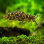 Botia Striata Loach 5-6cm