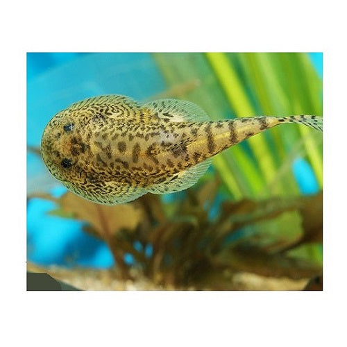 Breviventralis Hill Stream Loach 4-5cm