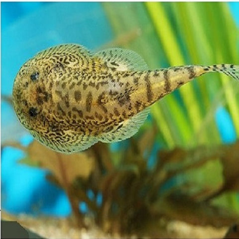 Breviventralis Hill Stream Loach 4-5cm