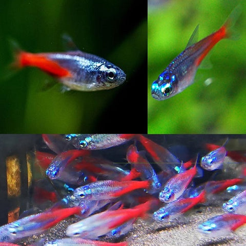 Brilliant Diamond Head Neon Tetra 2.5cm