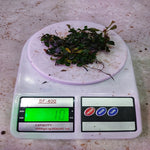 Bucephalandra Brownie 10gm