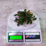 Bucephalandra Kedagang 10gm