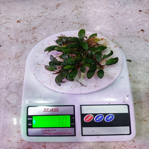 Bucephalandra Kedagang 10gm