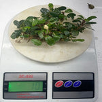 Bucephalandra Motleyana Red Mini 10gm