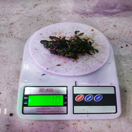 Bucephalandra Phantom 10gm