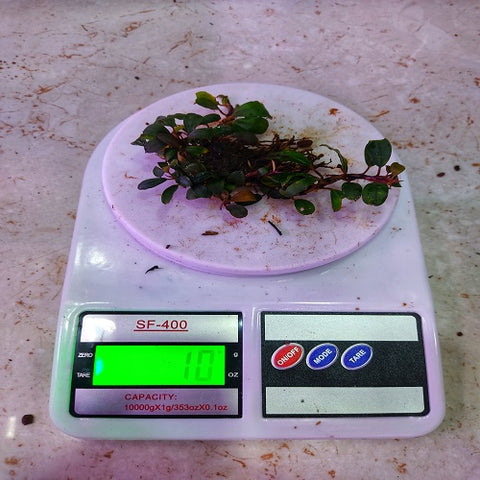 Bucephalandra Pygmy 10gm