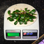 Bucephalandra Kedagang Sp 10gm