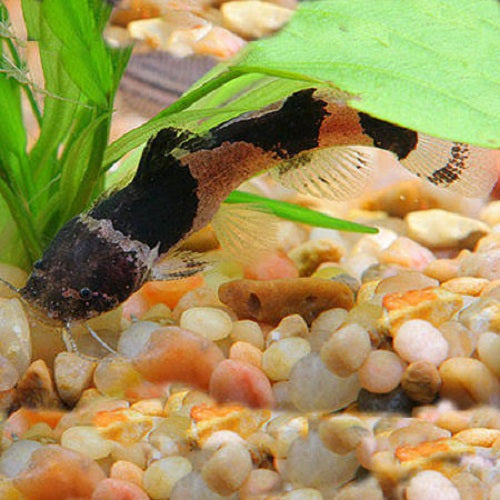 Bumble Bee Catfish 2"