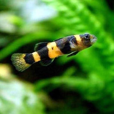 Bumble Bee Goby 2.5cm