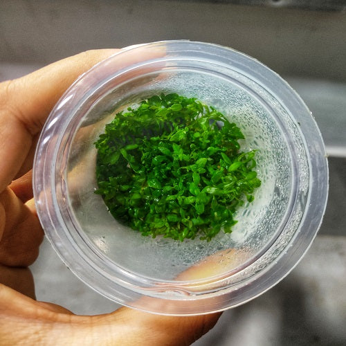 C108TC Limnophila Aromatica 'Mini' TC