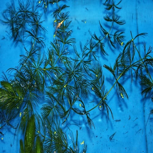 C12 HORNWORT