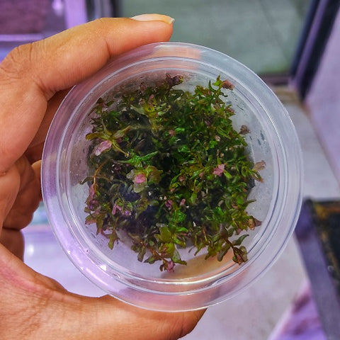 C58TC Rotala Macrandra 'Mini Butterfly' TC