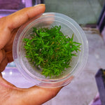 C65TC Tonina Fluviatilis TC