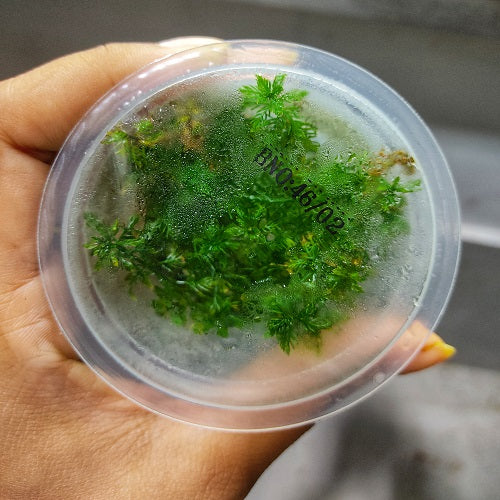 C73TC Myriophyllum Mattogrossense TC