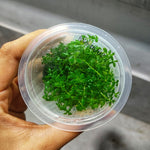 C91TC Rotala sp.Ceylon TC
