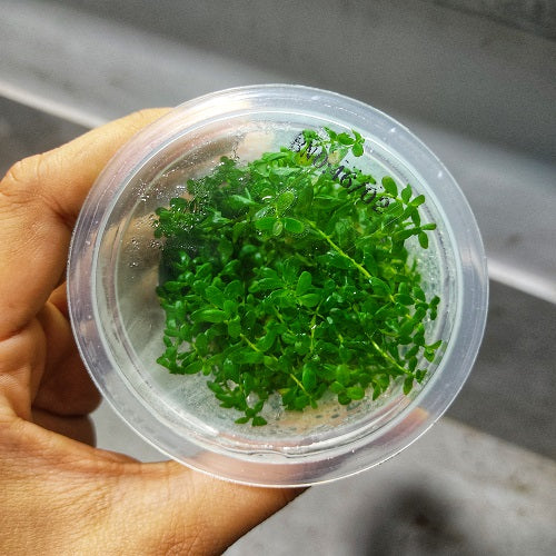 C91TC Rotala sp.Ceylon TC