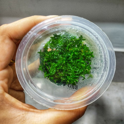 C98TC Rotala Macrandra 'Mini Gold' TC