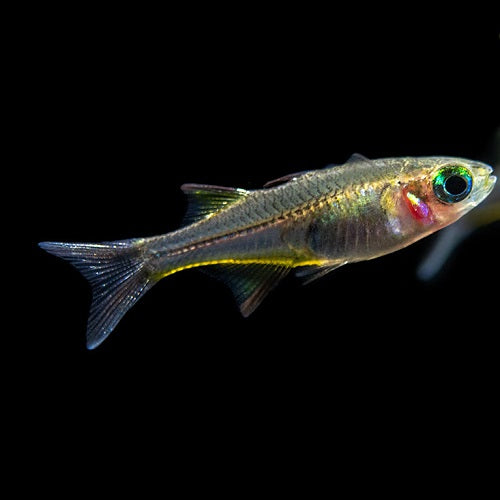Celebes Rainbow 1-1.5cm