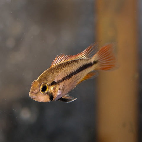 Cacatuoides Double Red 