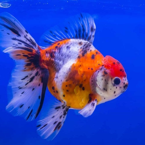 Calico Oranda 8-9cm IMP