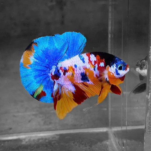 Candy Plakart Bettas