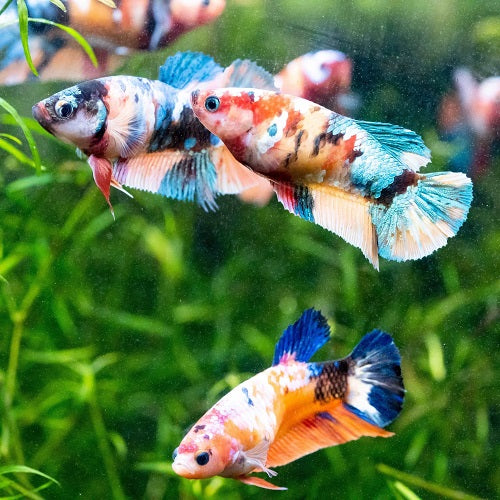 Candy Plakart Female Bettas